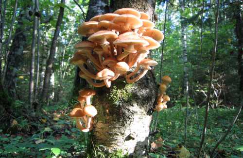 грибы портобелло: свойства, кулинарные секреты, рецепты приготовления